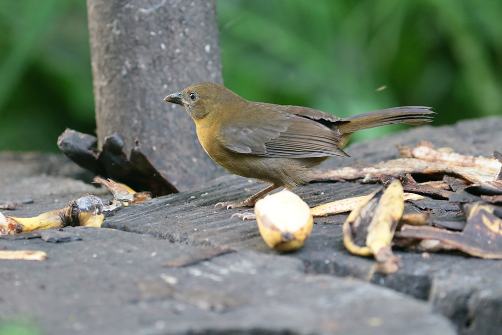 Female Red-throated Ant-Tanager